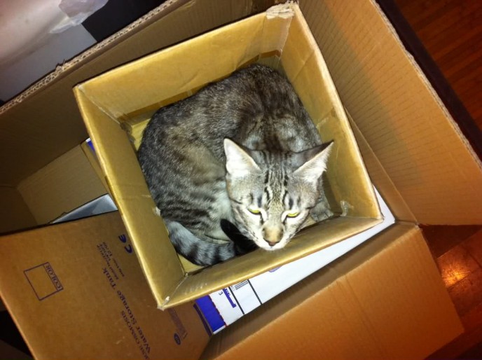 imballaggi scatole marittimi cat gatto in scatola